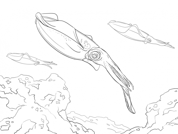 Bigfin Reef Squid coloring page image