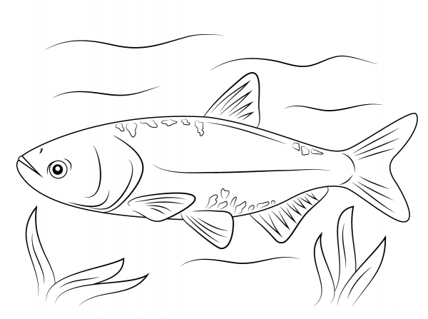 Bighead Carp coloring page image