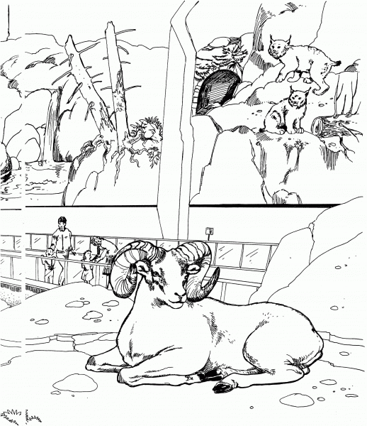 Bighorn Sheep and Bobcats in a Zoo coloring page image
