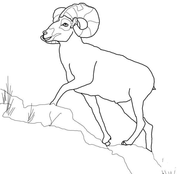 Bighorn Sheep coloring page image