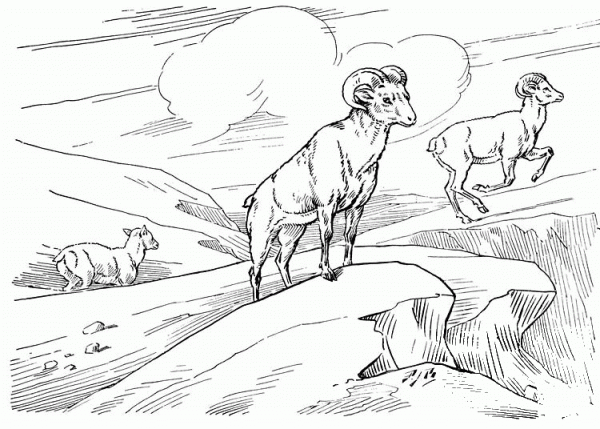 Bighorn Wild Sheep coloring page image