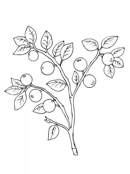 Bilberry or Whortleberry coloring page image