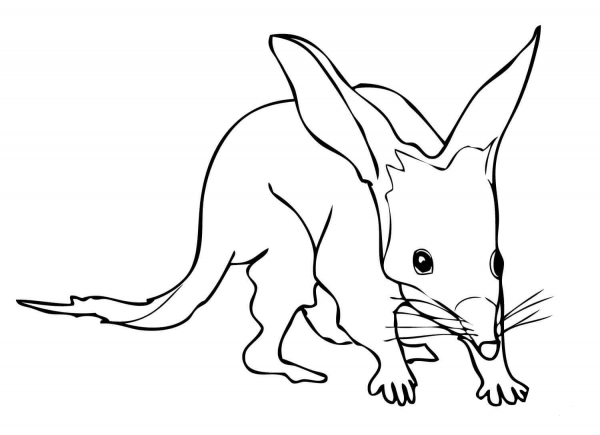 Bilby coloring page image