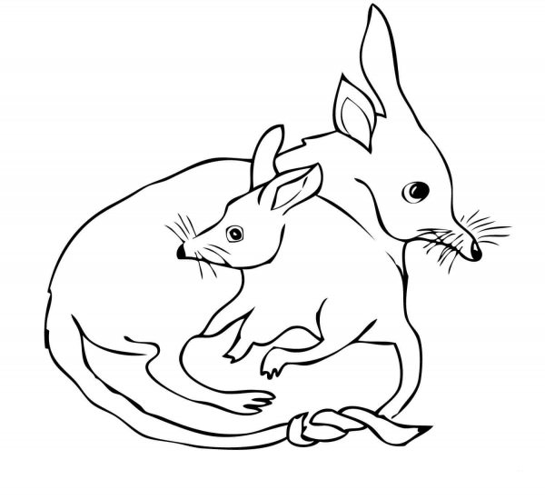 Bilby Mom with Bilby Baby coloring page image