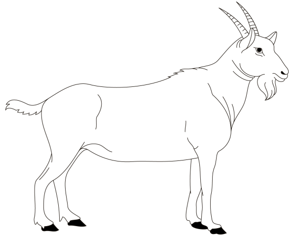 Billy Goat coloring page image