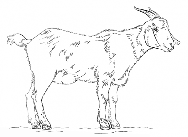 Billy Goat coloring page image