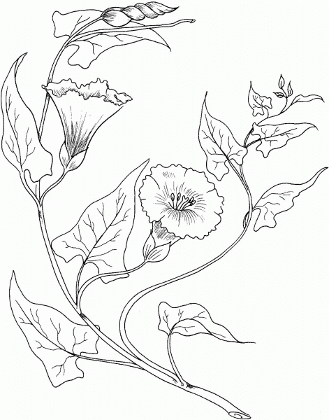 Bindweed coloring page image