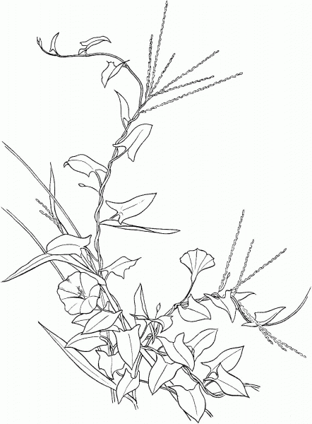 Bindweed flower coloring page image