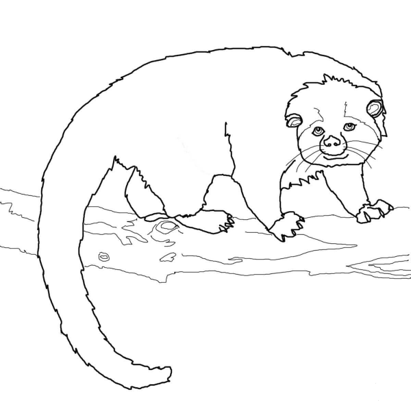 Binturong Bearcat coloring page image