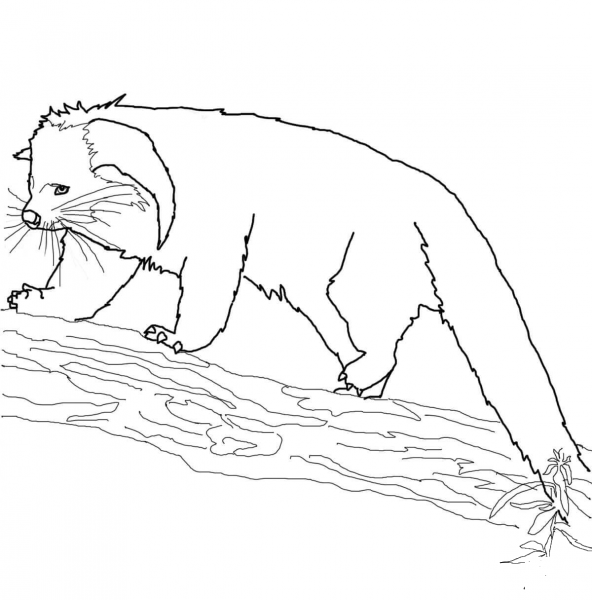 Binturong coloring page image