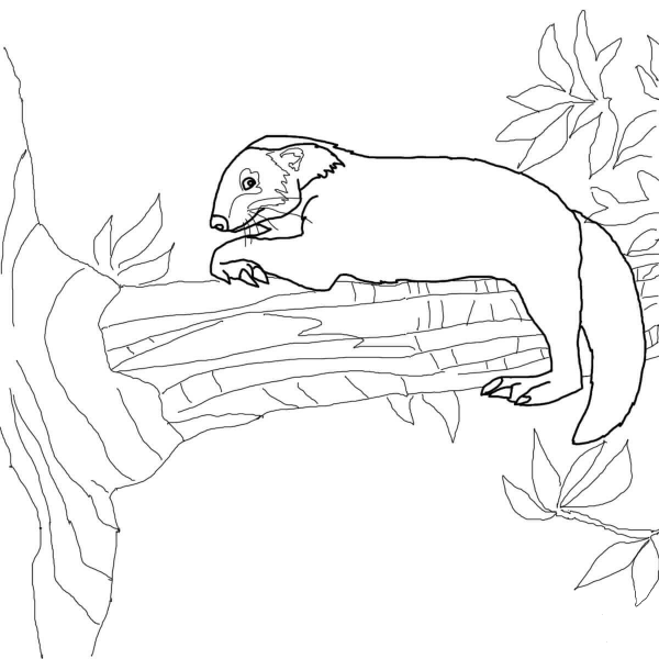 Binturong Sits on Tree coloring page image