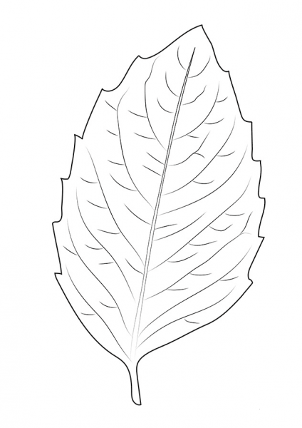 Birch Leaf coloring page image
