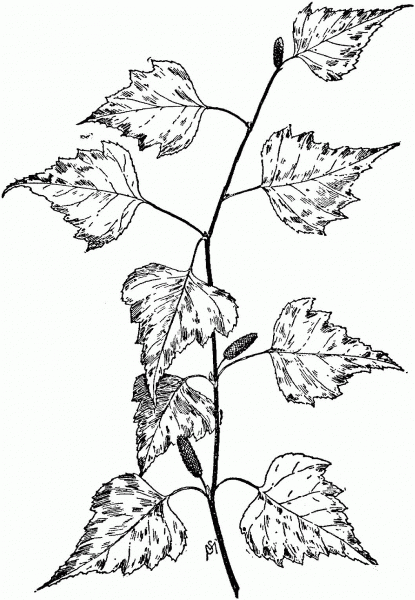 Birch Tree Branch coloring page image