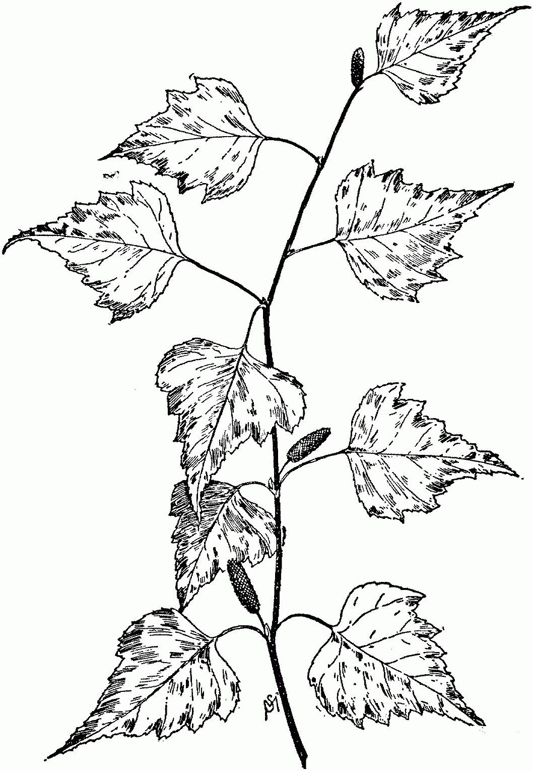 Birch Tree Branch coloring page - ColouringPages