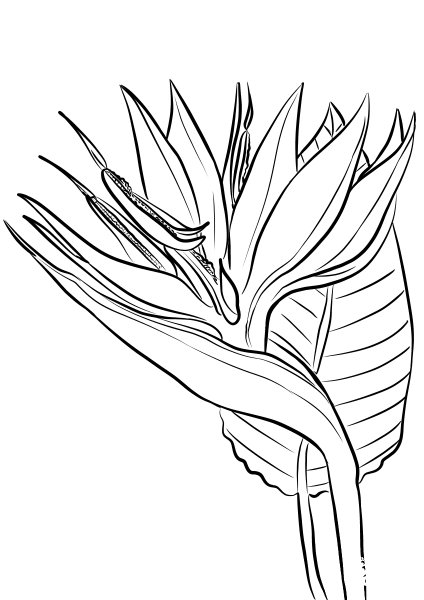 Bird of Paradise Flower coloring page image