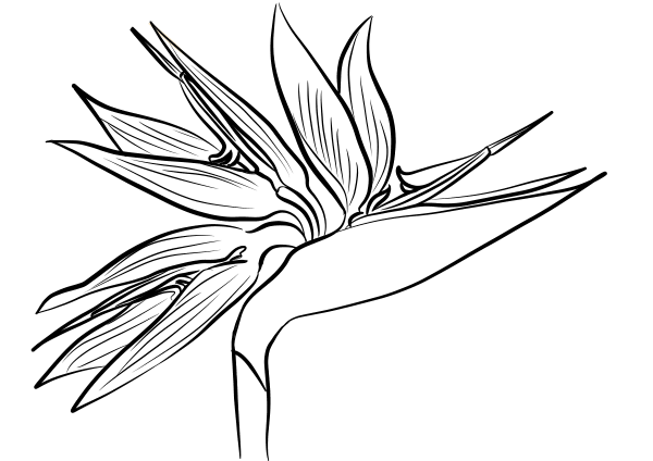 Bird of Paradise Flower (Strelitzia) coloring page image