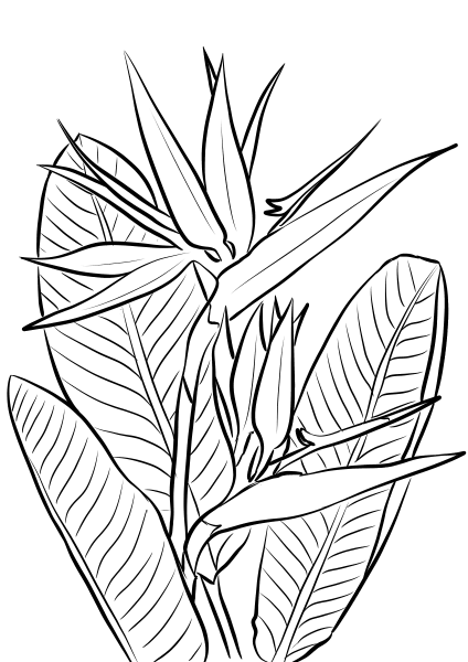 Bird of Paradise Plant coloring page image
