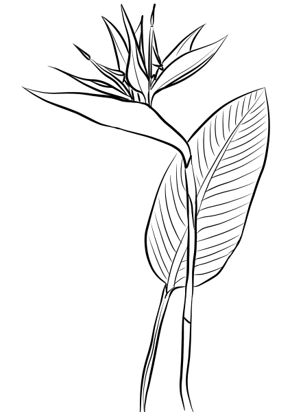 Bird of Paradise (Strelitzia Reginae) coloring page image