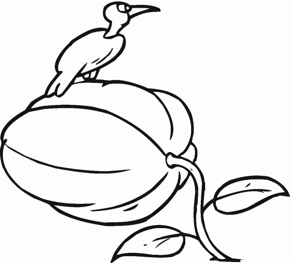 Bird on The Top of Pumpkin coloring page image
