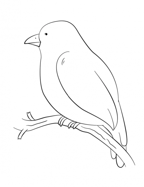 Bird Perching on a Tree Branch coloring page image