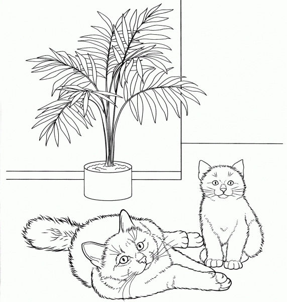 Birman Cat  coloring page image