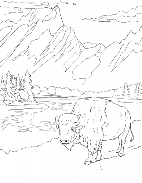 Bison coloring page image