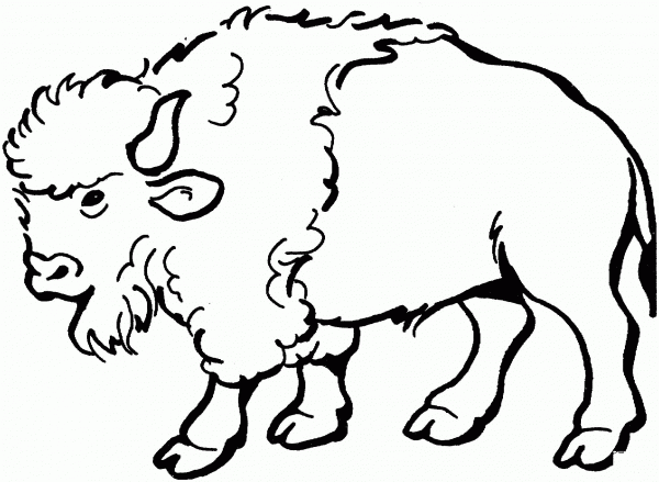 Bison coloring page image