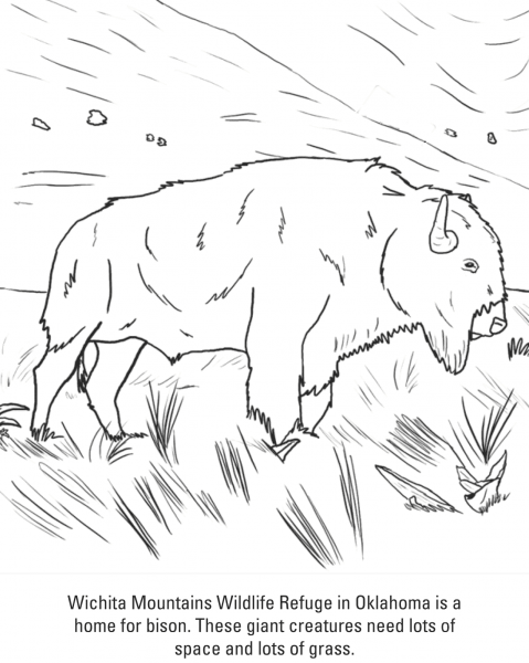 Bison coloring page image