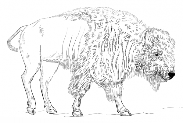 Bison coloring page image