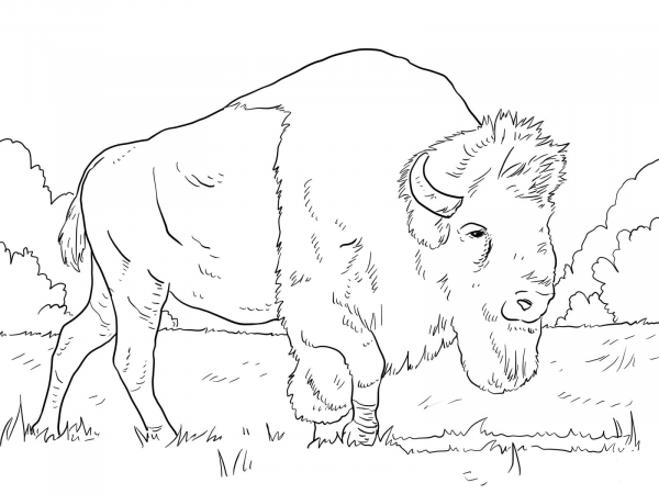 Bison Grazing on Grasses coloring page image