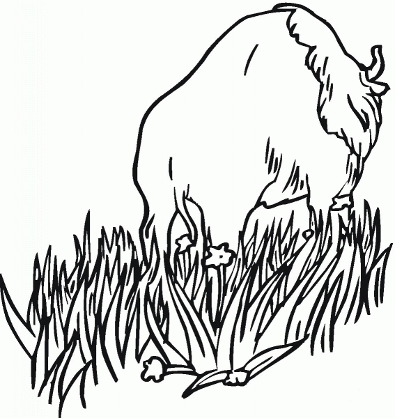 Bison is walking in the prairies coloring page image