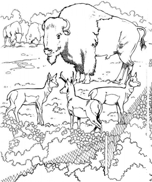 Bisons and Pronghorns coloring page image