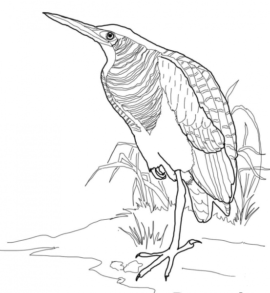 Bittern coloring page image