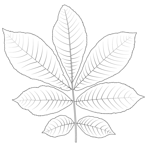 Bitternut Hickory Leaf coloring page image
