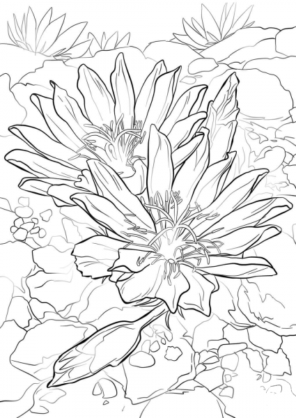 Bitterroot coloring page image