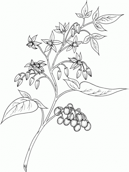Bittersweet coloring page image