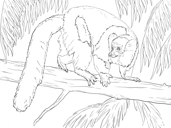 Black And White Ruffed Lemur coloring page image