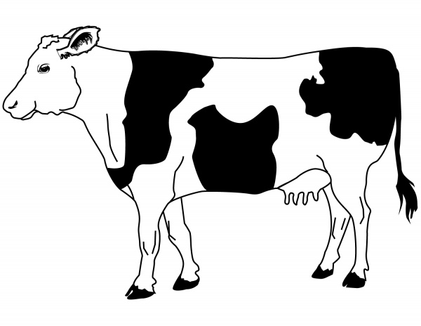 Black and Wite Cow coloring page image