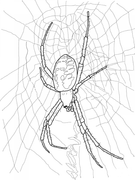 Black and Yellow Garden Spider coloring page image