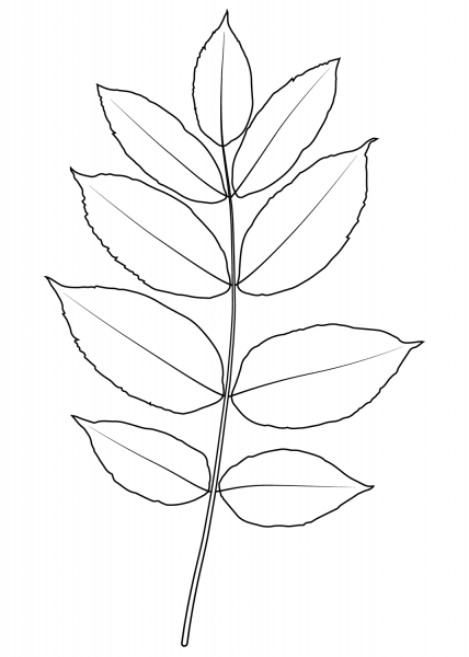 Black Ash Leaf coloring page image