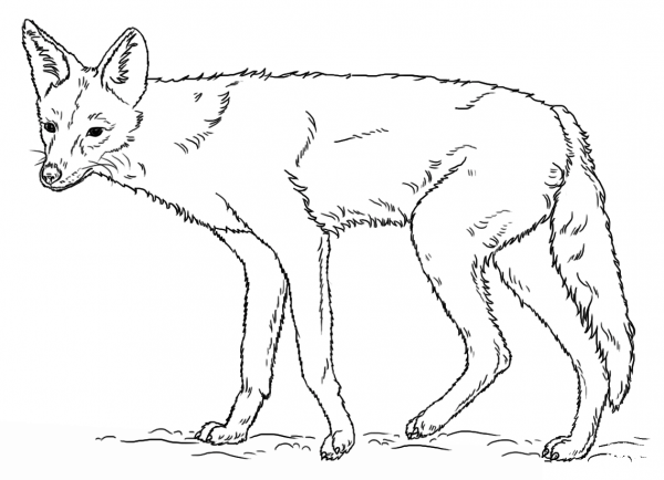 Black-backed Jackal coloring page image