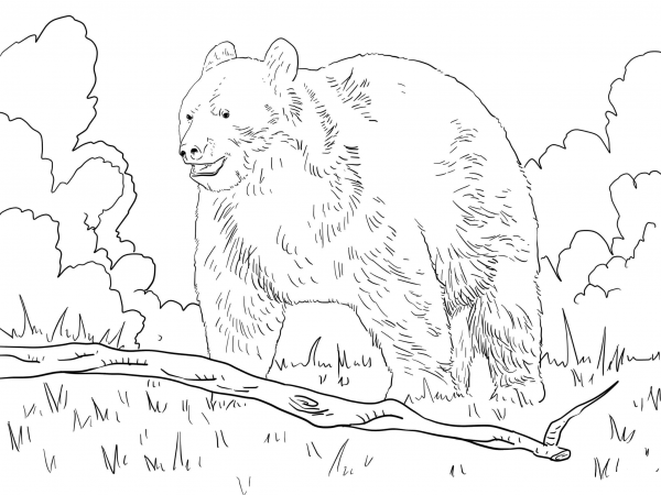 Black Bear in a Forest coloring page image