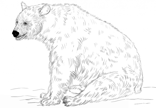 Black Bear Sitting coloring page image