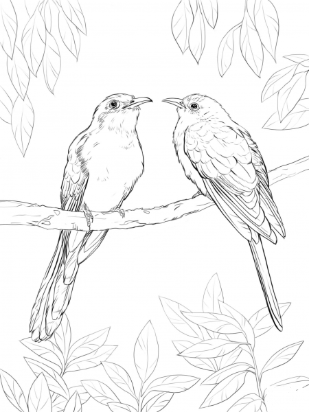 Black Billed Cuckoo coloring page image