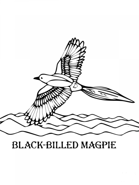 Black Billed Magpie coloring page image