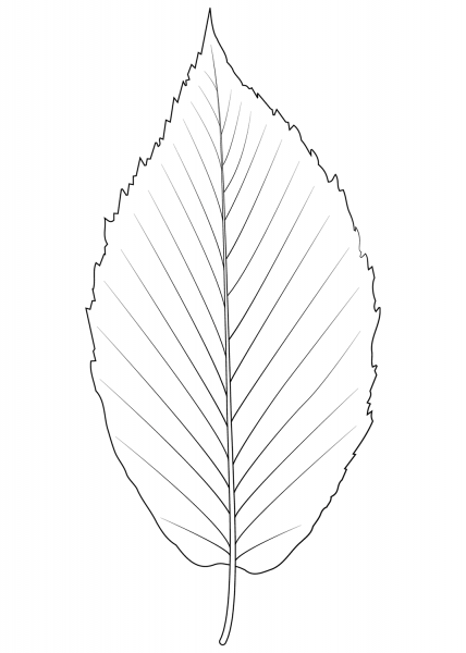 Black Birch Leaf coloring page image