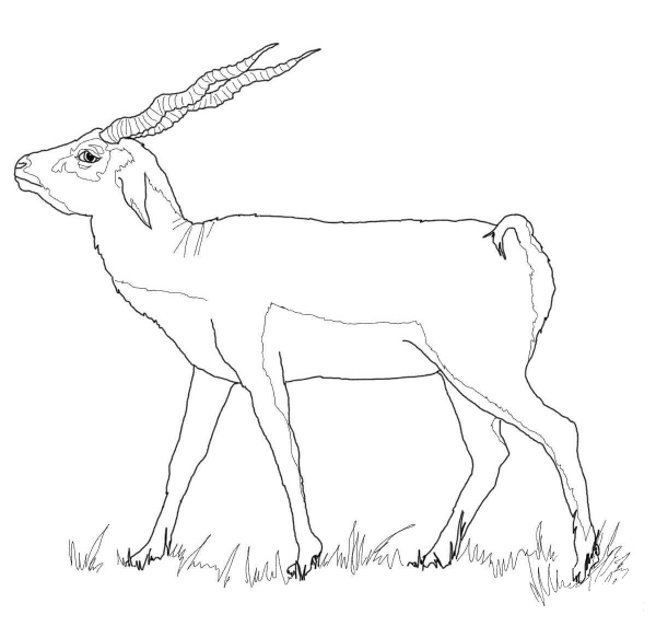 Black Buck coloring page image