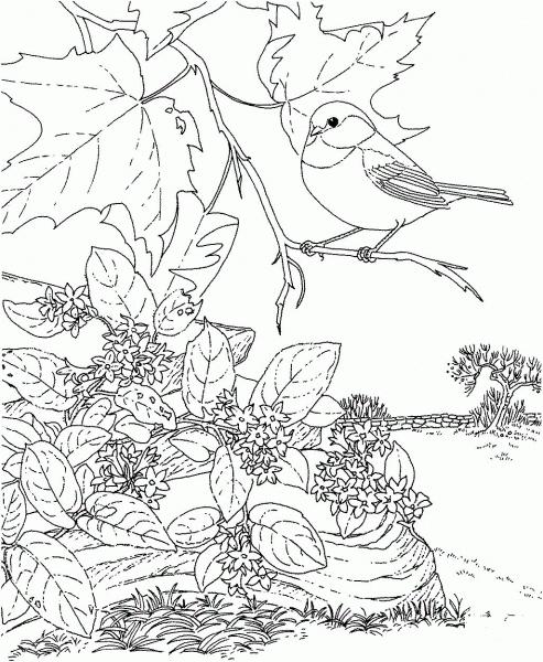 Black Capped Chickadee and Mayflower Massachusetts Bird and Flower coloring page image