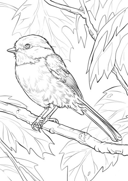 Black-capped Chickadee coloring page image