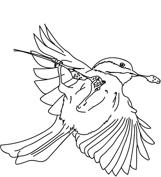 Black-capped Chickadee coloring page image